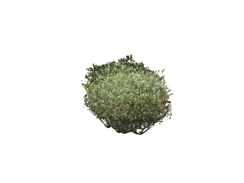 prop_bush_neat_07