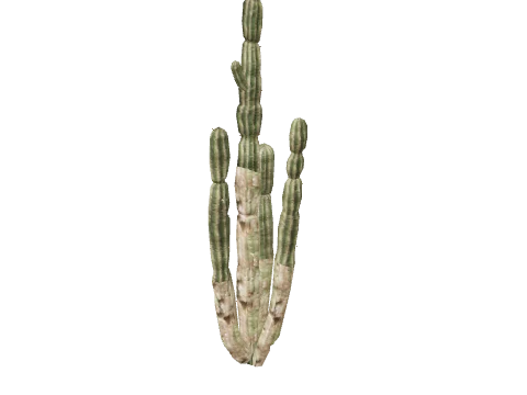 prop_cactus_01a