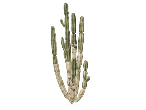 prop_cactus_01b