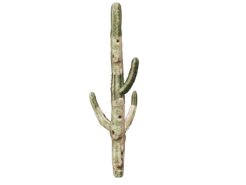 prop_cactus_01c