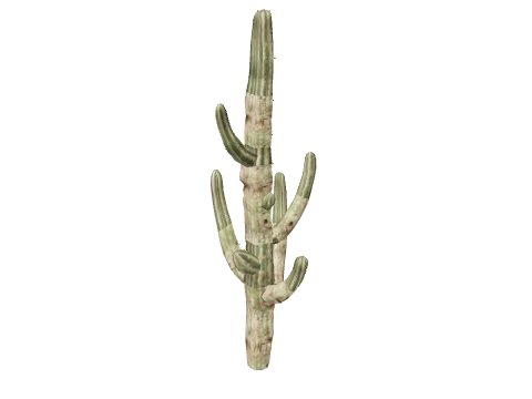 prop_cactus_01e