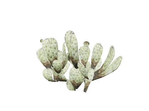prop_cactus_02