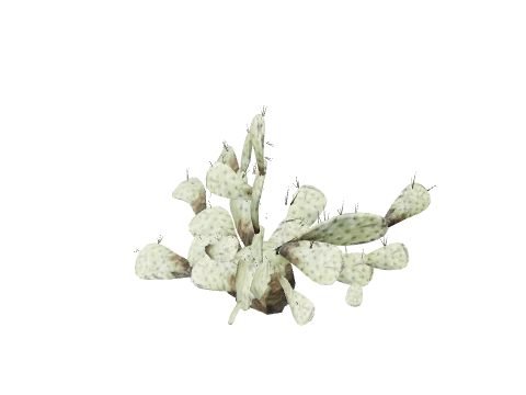 prop_cactus_03