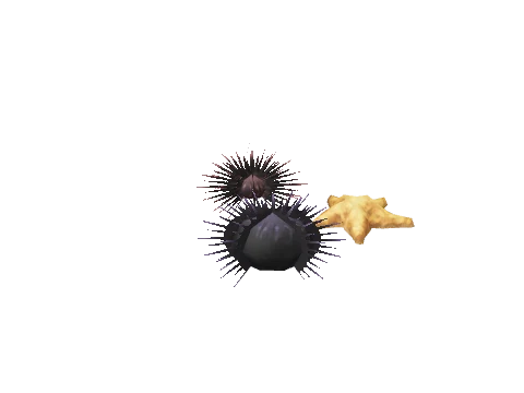 prop_coral_02