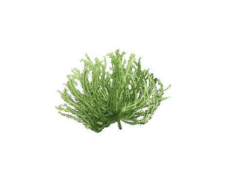 prop_coral_bush_01