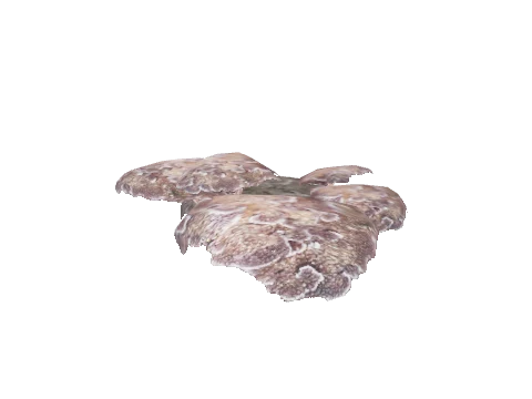 prop_coral_flat_01