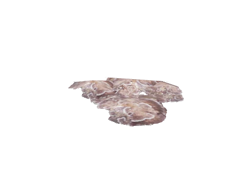 prop_coral_flat_01_l1