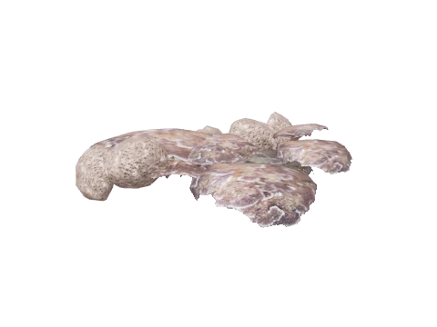 prop_coral_flat_brainy