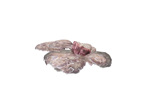 prop_coral_flat_clam