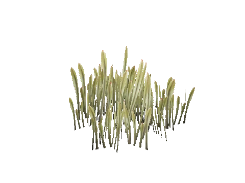 prop_coral_grass_02