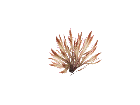 prop_coral_pillar_02