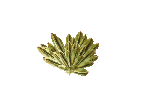prop_coral_spikey_01