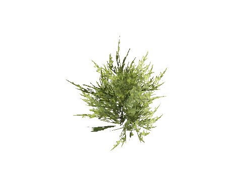 prop_coral_sweed_01