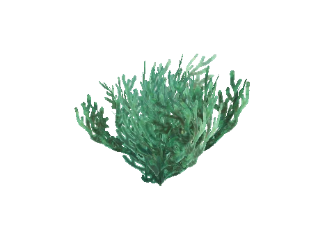 prop_coral_sweed_02