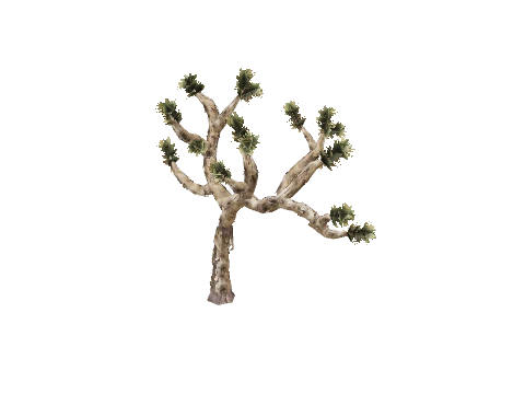 prop_joshua_tree_01a