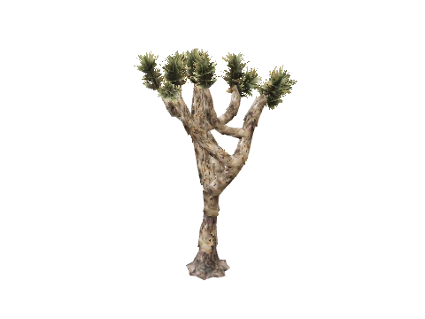 prop_joshua_tree_01b