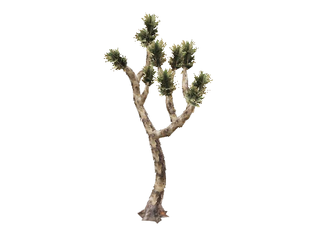 prop_joshua_tree_01c