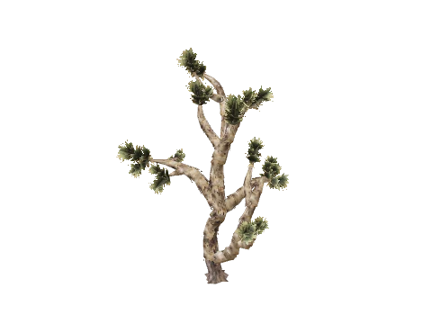 prop_joshua_tree_01d
