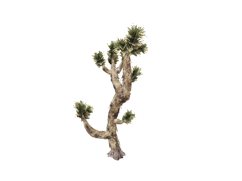 prop_joshua_tree_01e