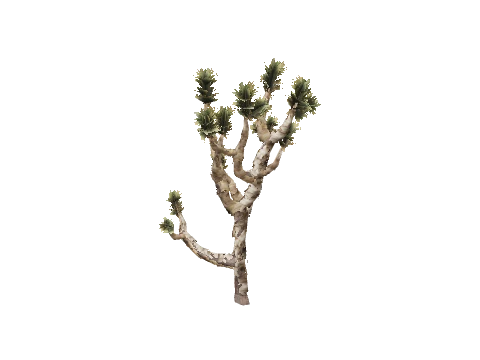 prop_joshua_tree_02a