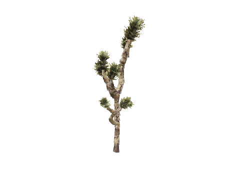 prop_joshua_tree_02b