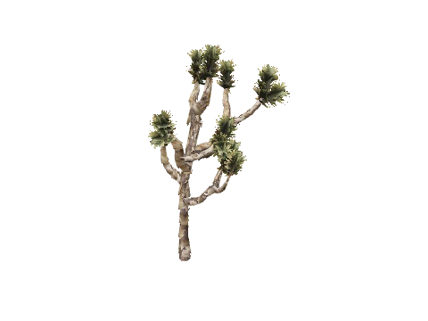 prop_joshua_tree_02c