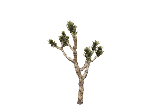 prop_joshua_tree_02d
