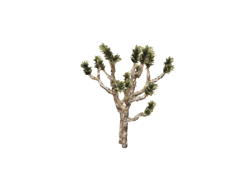 prop_joshua_tree_02e