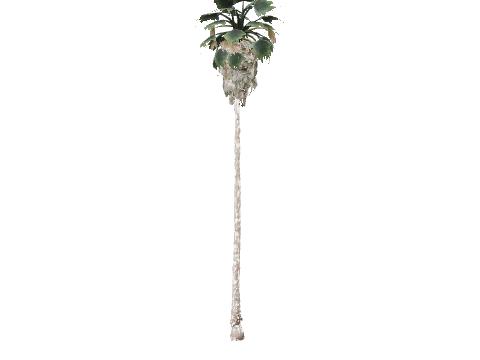 prop_palm_fan_03_d_graff