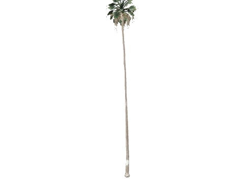 prop_palm_huge_01a