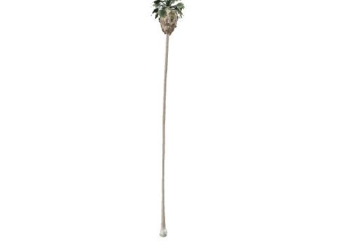 prop_palm_huge_01b