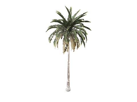 prop_palm_med_01a