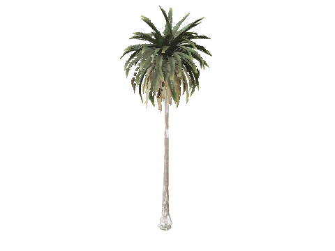 prop_palm_med_01b