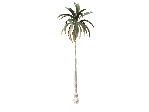 prop_palm_med_01c