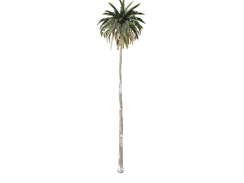 prop_palm_med_01d