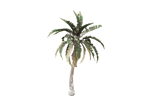 prop_palm_sm_01d