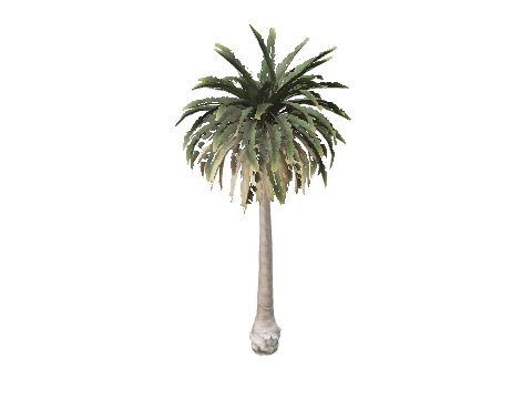 prop_palm_sm_01e