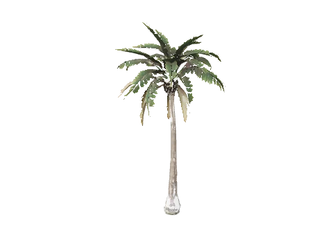 prop_palm_sm_01f
