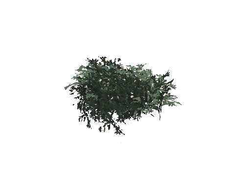 prop_plant_cane_02a