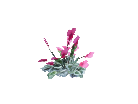 prop_plant_fern_01b