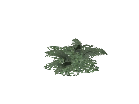 prop_plant_fern_02c