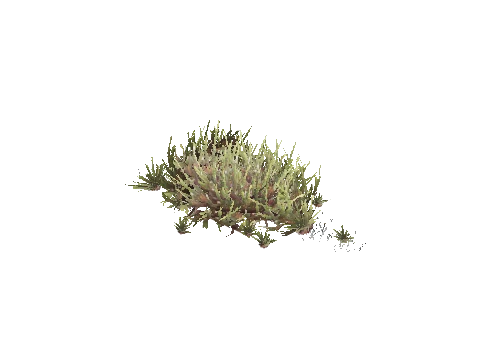 prop_plant_group_05b