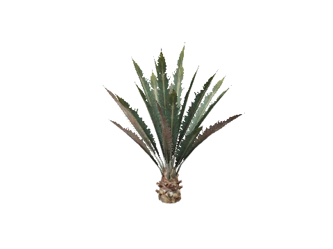 prop_plant_palm_01a