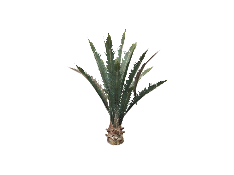 prop_plant_palm_01b