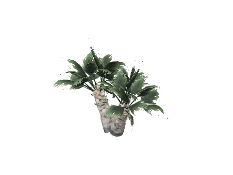 prop_plant_palm_01c