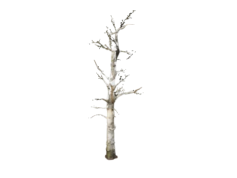 prop_s_pine_dead_01