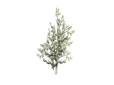 prop_sapling_break_02