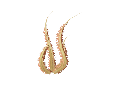 prop_sealife_03
