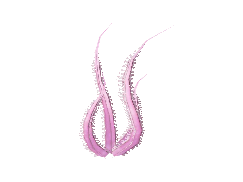 prop_sealife_04