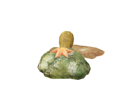 prop_sealife_05